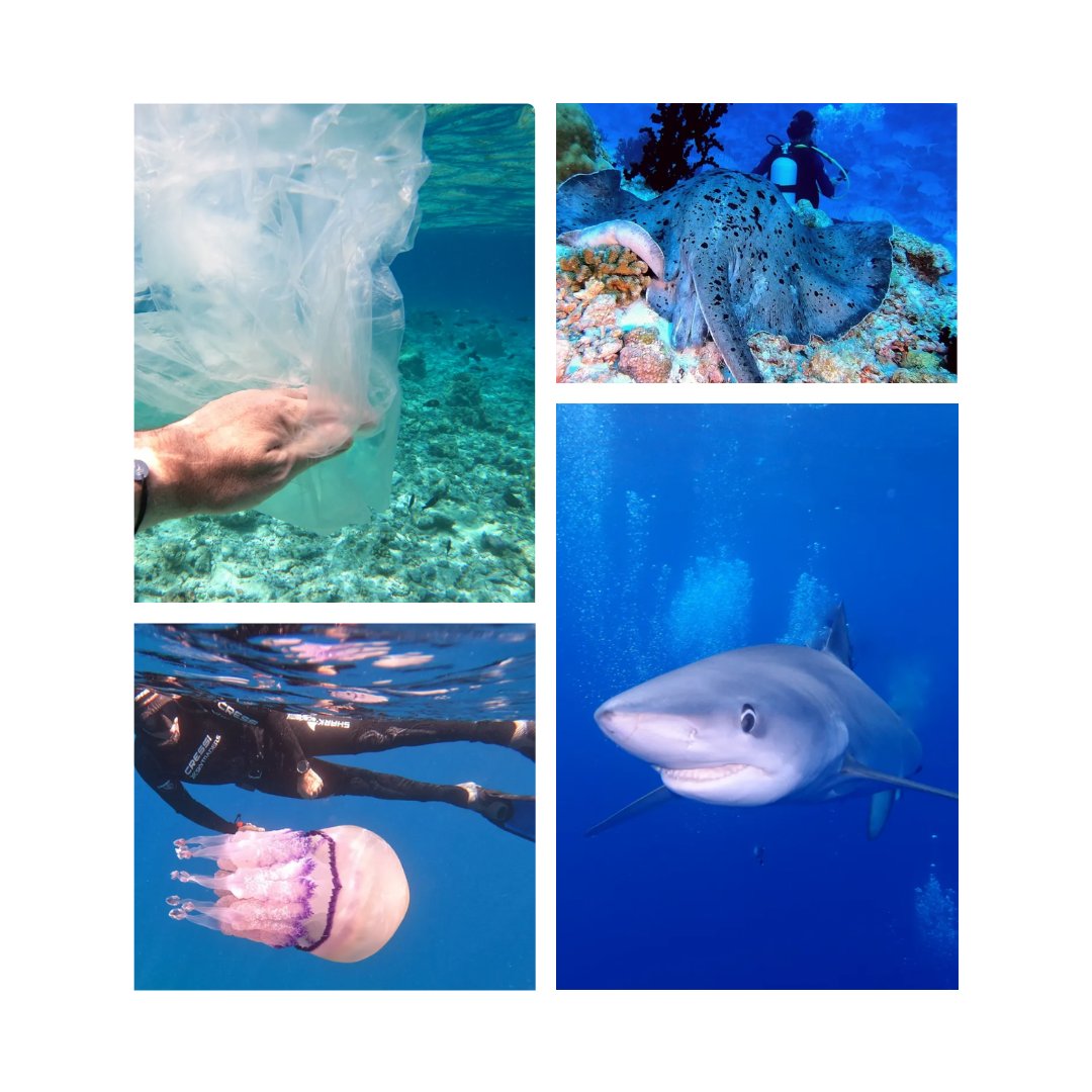 SkytradersC's tweet photo. Der Verein 7oceans bedankt sich für die tolle Unterstützung und die vielen Fotospenden bisher!!!

@savethe7oceans

#7oceans #skytraders #nft #charity #cooperation #farming #7oceanscoin #news #savethe7oceans #chrisredl https://t.co/s1hK4lhIdh
