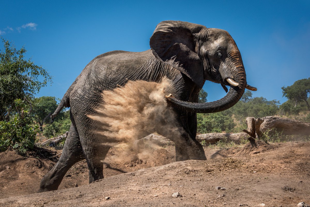 RhinoAfrica's tweet photo. Why waste water when dust works just as well? 🚿 https://t.co/XXSqDkYGPB