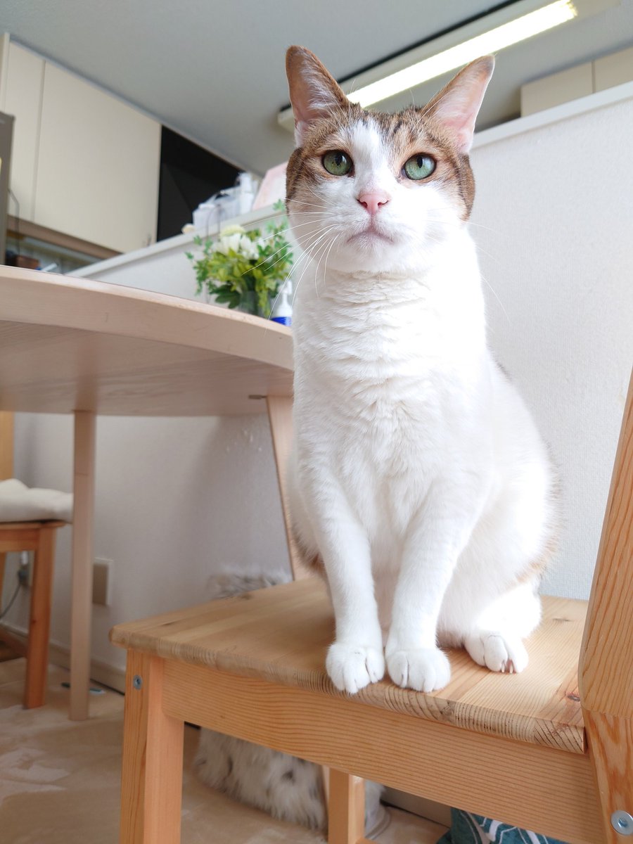 0xR1e's tweet photo. 相手してニャ。
#くりさん #くりたろう #今日のくりさん #猫 #猫好きさんと繋がりたい #cat https://t.co/QqVKFdw4j0