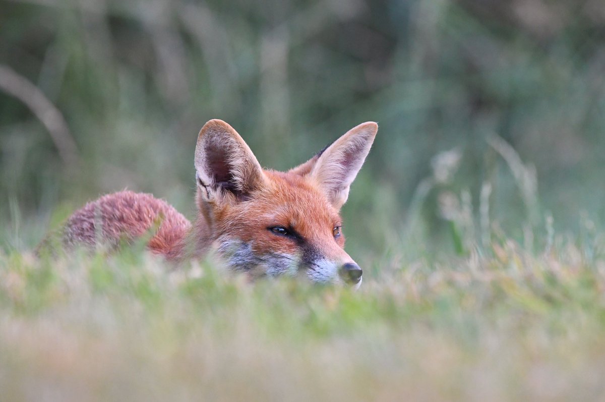 The joy you feel when a fox lays down and has a rest in the grass just a few feet away