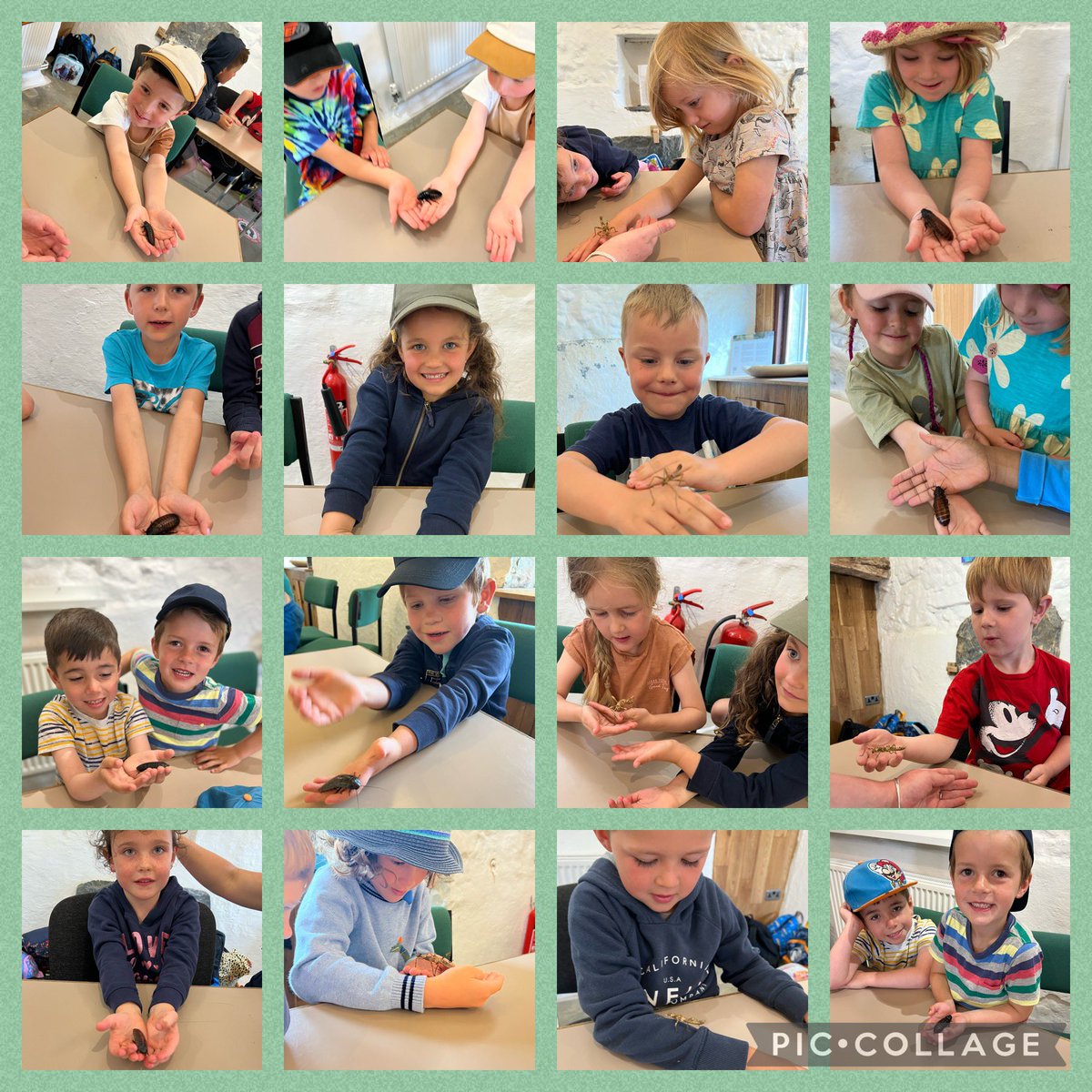 hook_dwrgi's tweet photo. 1 whole week since we visited the bug farm! 🐞🪲🐜We had a fabulous time! We learnt so much from our visit! We got to handle the creatures, visit the museum and bug zoo, before enjoying a delicious lunch and fun play in bug olympics area… https://t.co/QVV2QHu6Jg