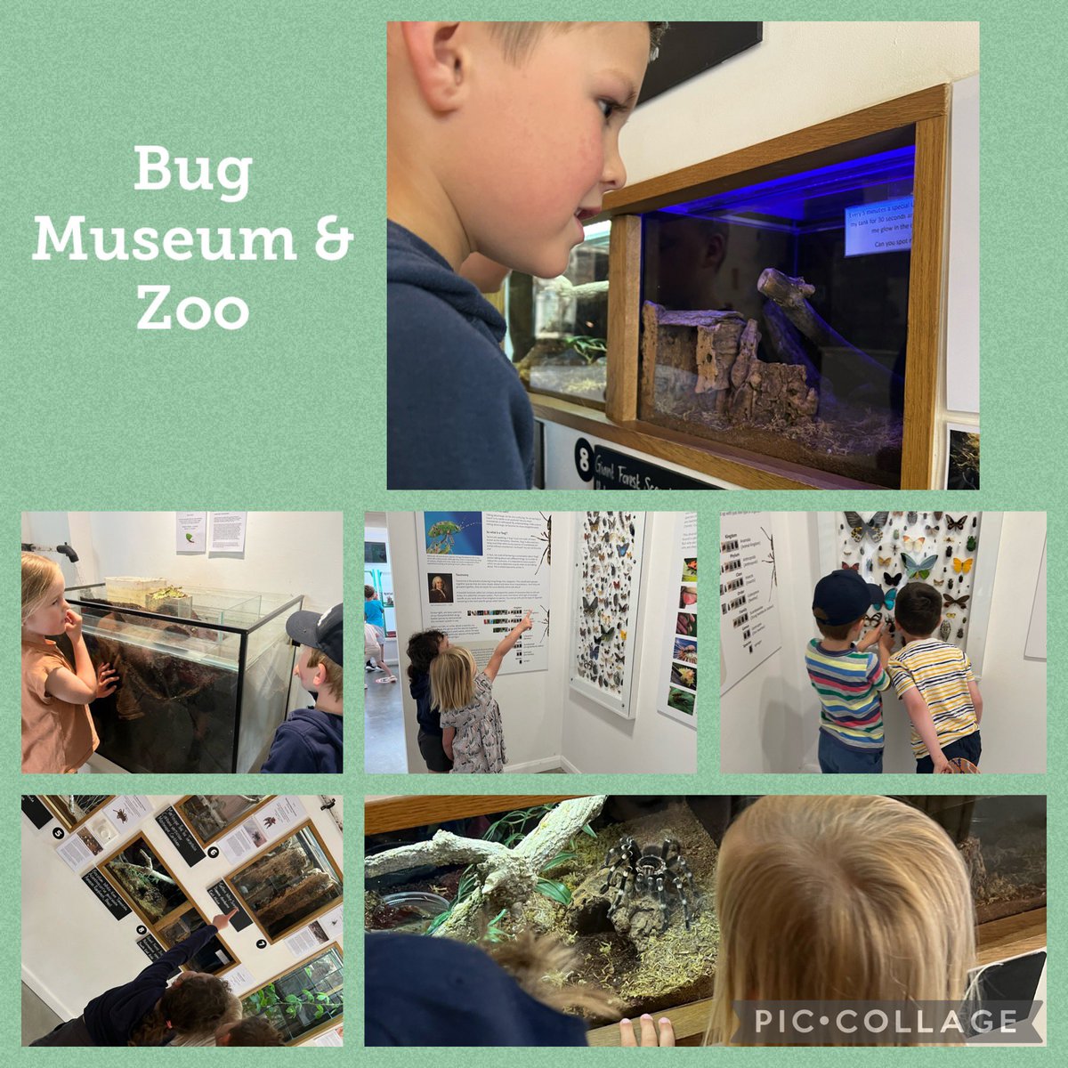 hook_dwrgi's tweet photo. 1 whole week since we visited the bug farm! 🐞🪲🐜We had a fabulous time! We learnt so much from our visit! We got to handle the creatures, visit the museum and bug zoo, before enjoying a delicious lunch and fun play in bug olympics area… https://t.co/QVV2QHu6Jg