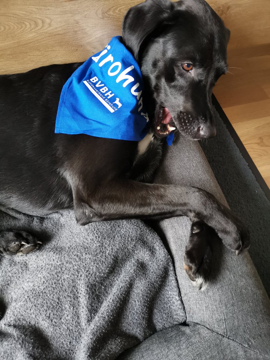 jbeargraphics's tweet photo. Happy #TakeYourDogToWorkDay 😍🐾
even if Zeus is a true #OfficeDog and joining me at work every day - no matter if in Home Office or real office - thank you @Intact_GmbH that you make it possible to bring our #FeelGoodManager to work ❤️
#Bürohund #Bürohundtag https://t.co/LknPnUW0iP