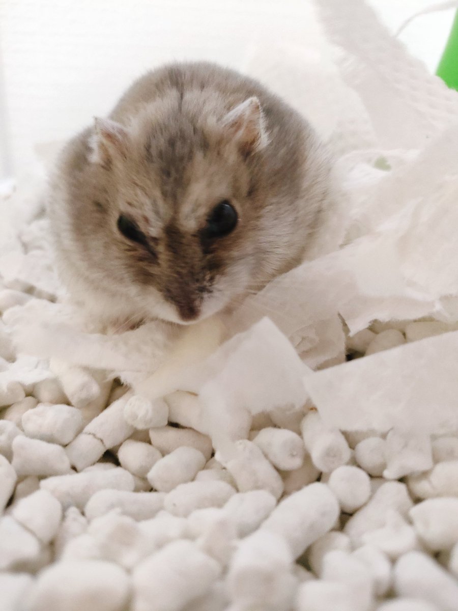 初めてキンショーメロン🍈を買ったのでリリーちゃんにあげたら、まっしぐらに食べてました🐹＃ハムスター #ハムスターのいる暮らし #ハムスター部 #ハムスター好きと繋がりたい #ハムスターのいる生活