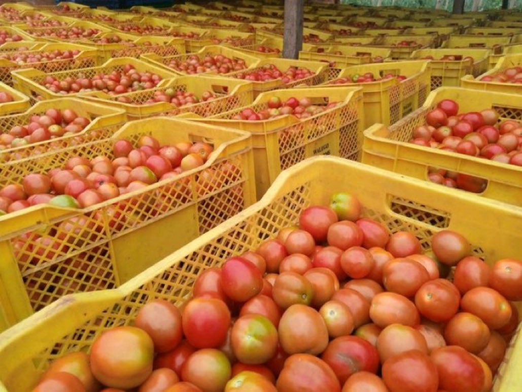 jcniyomugabo's tweet photo. Agriculture will continue to be the leading employer in Africa and the next millionaires will be a farmers.
Agree? https://t.co/1j2qNUrZaA