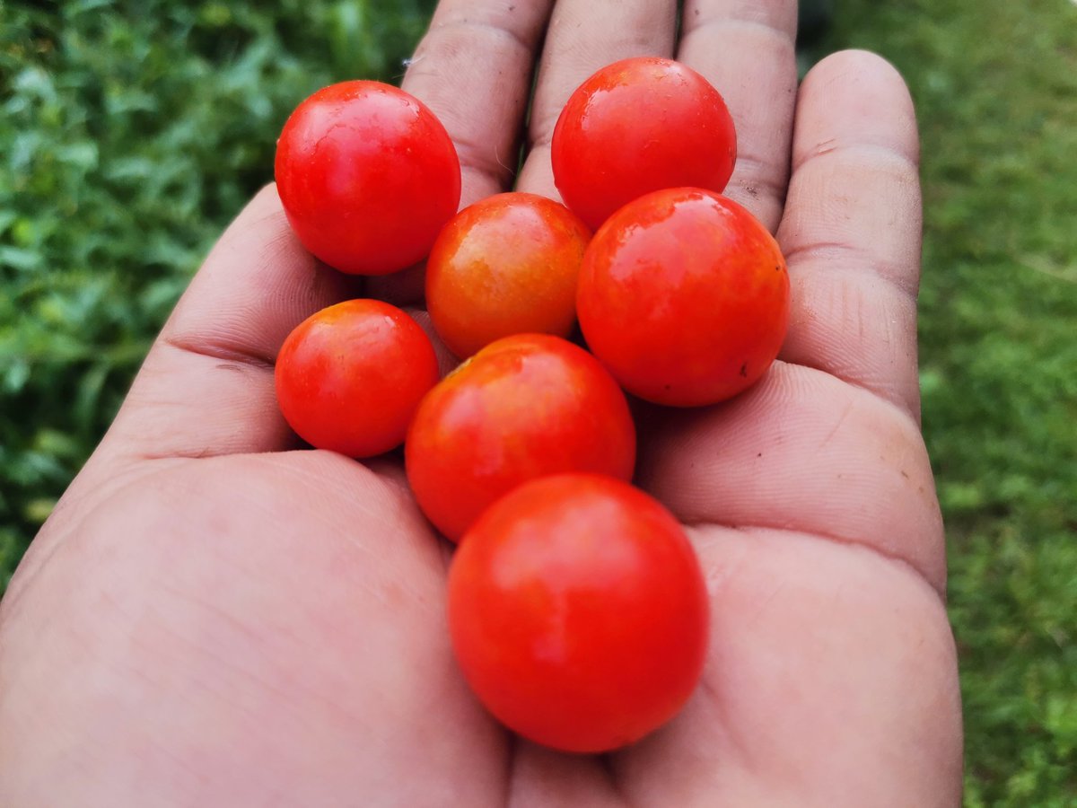 yasmeenhelwani's tweet photo. Cherry tomatoes from my #Garden 😊🍅 these cost so much in the supermarkets now I don't have to buy them 💃💃 #Mylittlefarm #Homegrowing #ContainerGardening #nospraying #nopesticides #organic #CherryTomatoes https://t.co/MigrWxhRpg