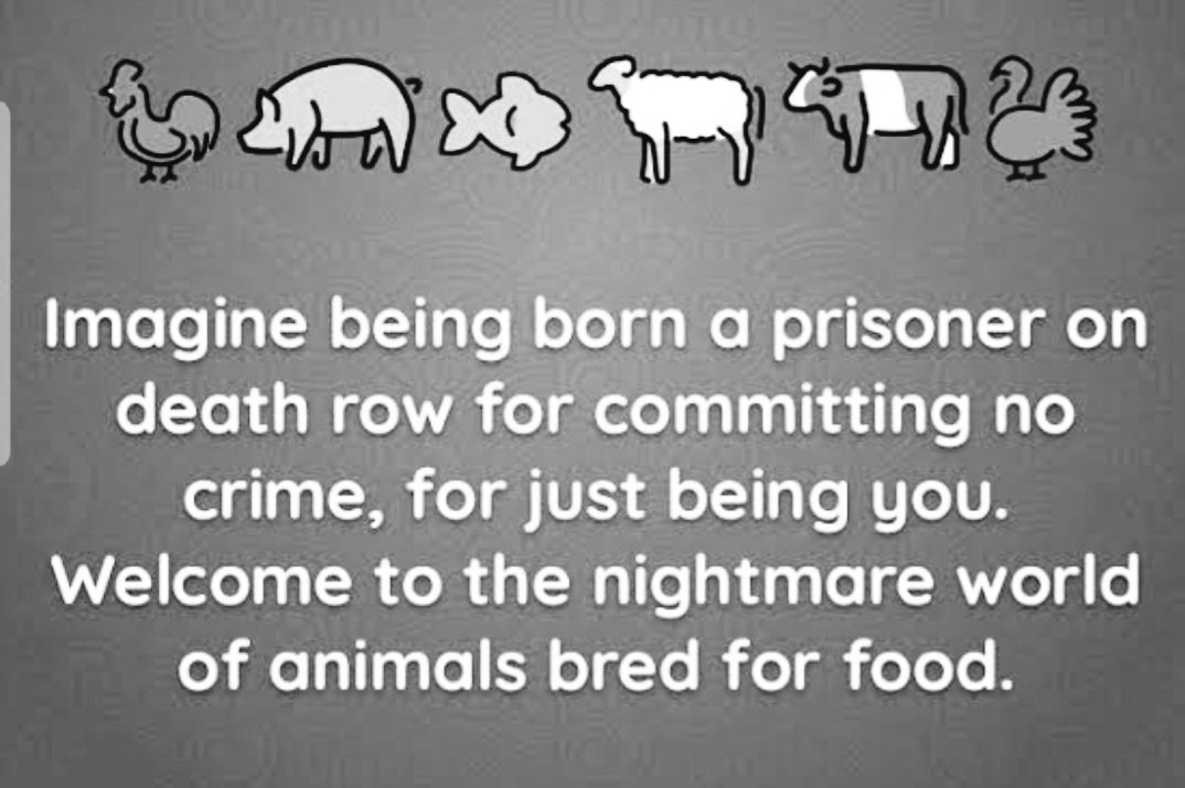 Compassionate Vegan for non human animals🌱 (@malatis8) / Twitter Compassionate Vegan for non human animals🌱 (@malatis8) / Twitter