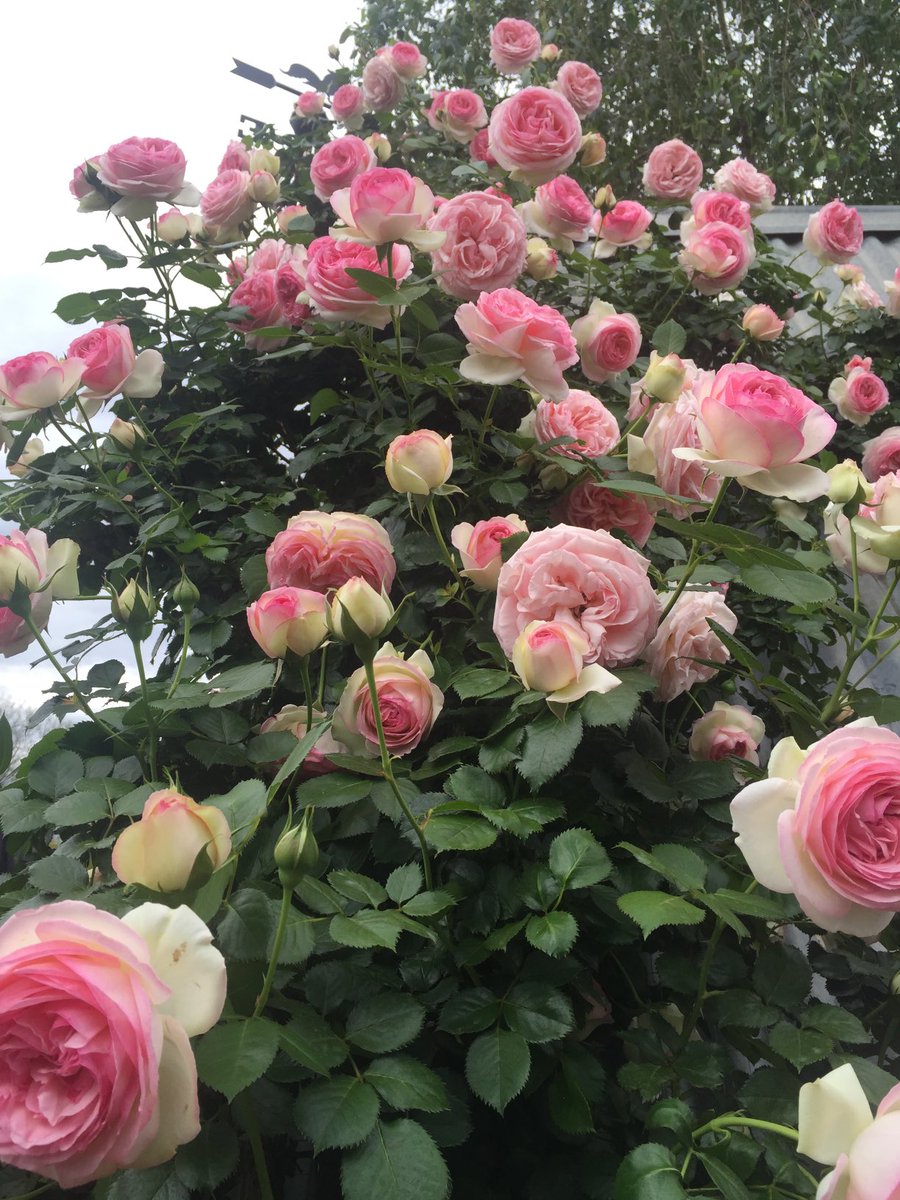 CostasGarden's tweet photo. Ok rose lovers. Time to get a fix. Tips and hacks on how to get stuck in and prune and maintain your roses with Millie Ross this wk #gardeningaustralia @ABCTV #roses #rosepruning https://t.co/KhGzWDDuWD