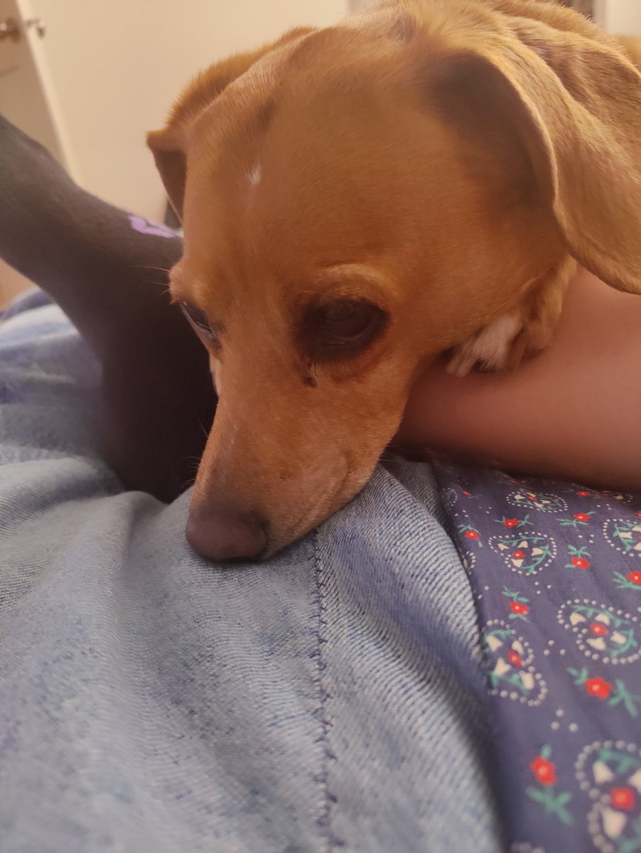 Mom left me in the apt for an hour to go read by the pool... How dare she. I will lay on her leg for the rest of the night so she can't go anywhere else