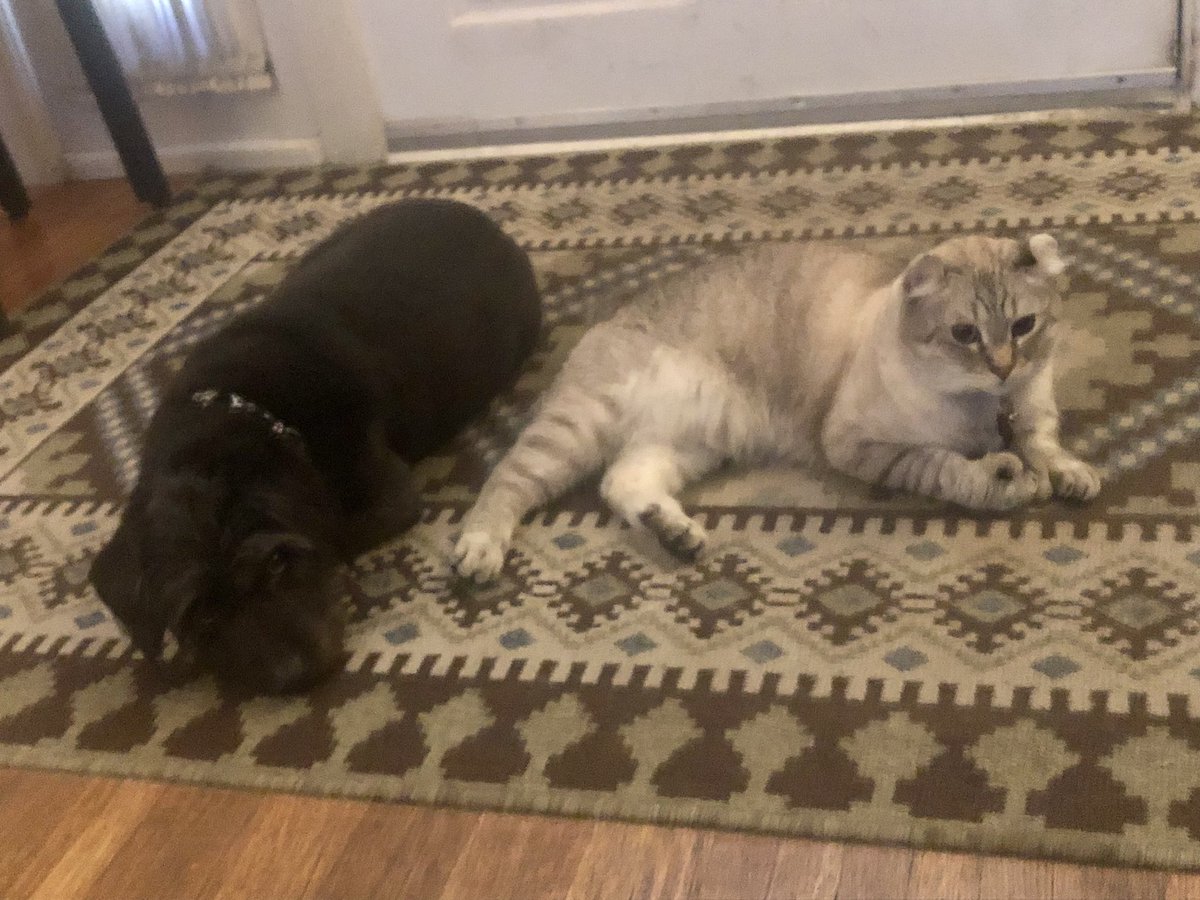 Brewskiethecat's tweet photo. End of the day over here. #thursdayvibes #dogsandcats #dogsandcatsoftwitter https://t.co/4JG1R7IuWt
