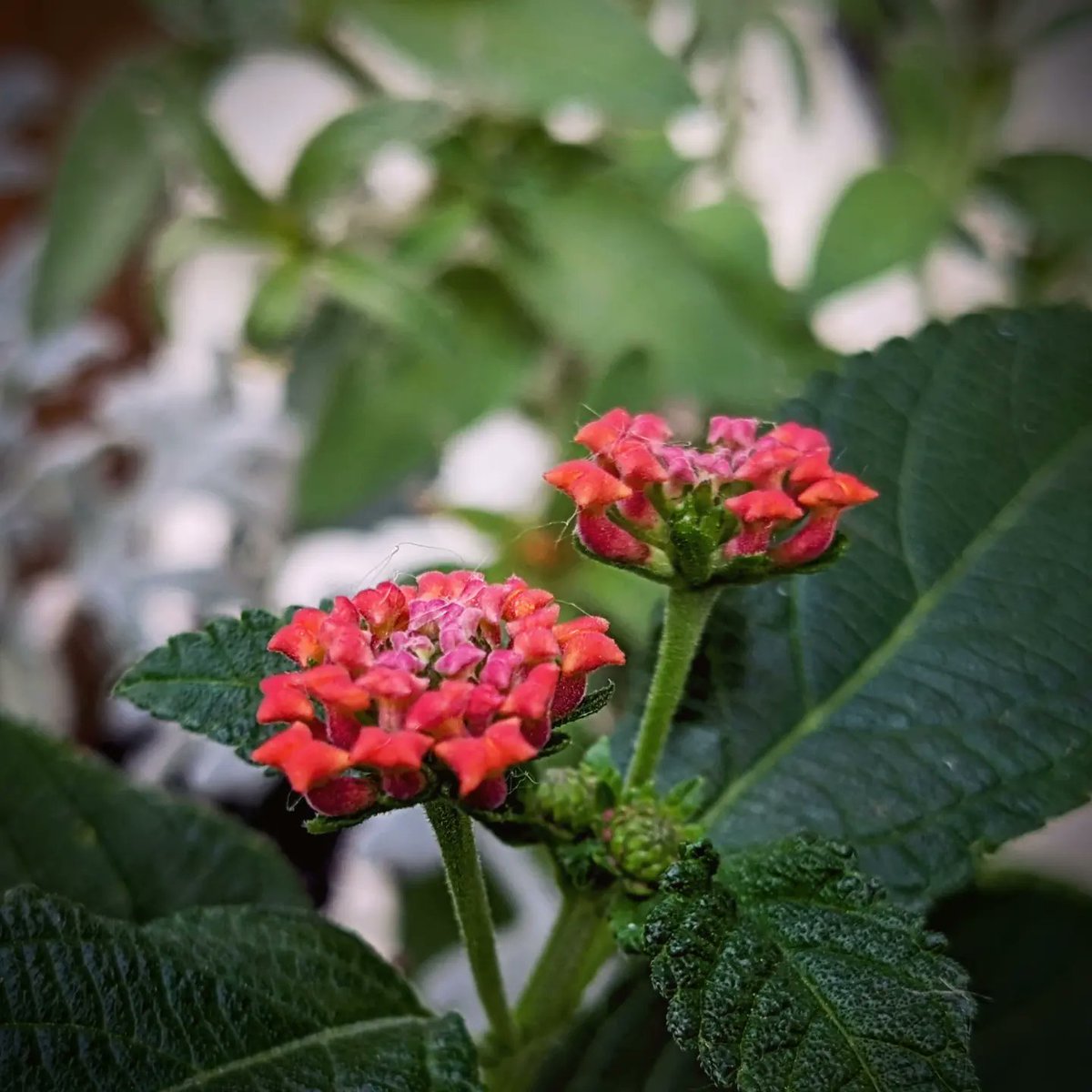 Lantanas ready to bloom. Just lovely colors. #mygarden #flowerphotography @TheWenninghoffs