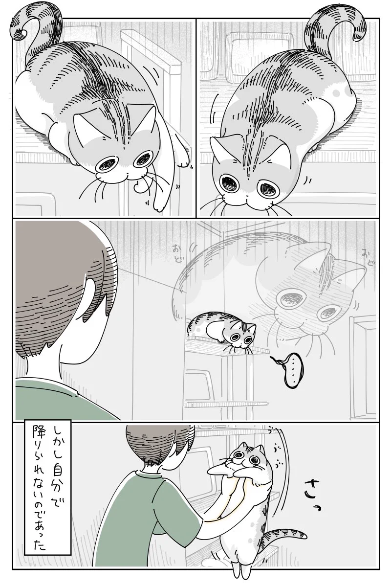 ここならのぼれないだろうと思うようなところへも軽々とのぼれちゃう猫！けれど降りるときは･･･！