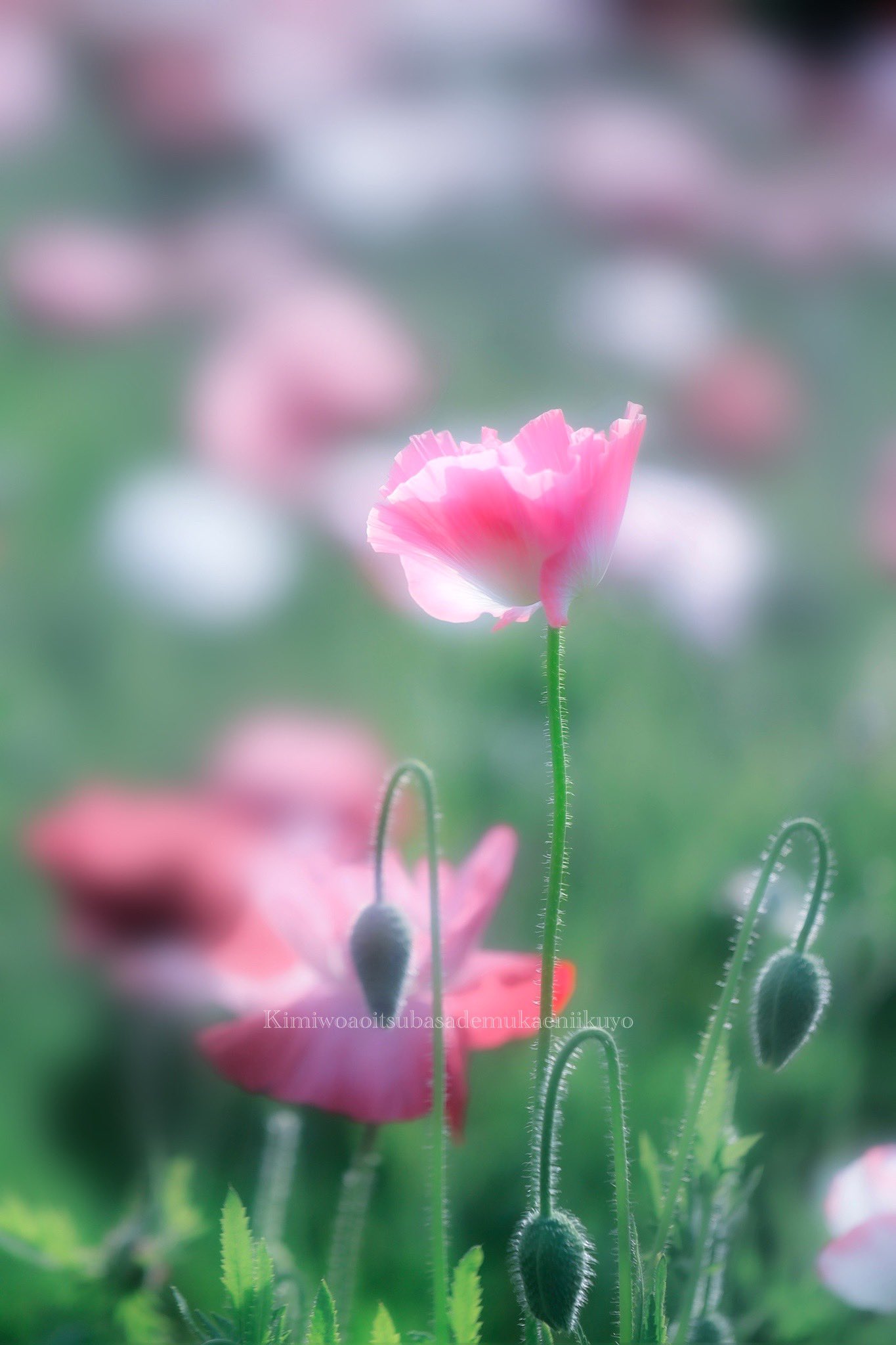 ﾁｭﾃｷは素敵 碧い翼 君を碧い翼で迎えに行くよ 君が魅せる美しい世界 君が紡ぐ優しい言の葉に また恋してしまいそうだよ ポエム Tlを花でいっぱいにしよう Photo Nature Flowers いつも優しい言葉の贈り物 美しい写真をありがとうござい