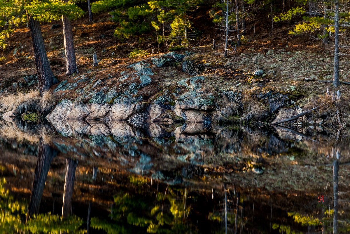 Avinography's tweet photo. Reflection 
#reflection @Algonquin_PP https://t.co/s4sPAduMZX