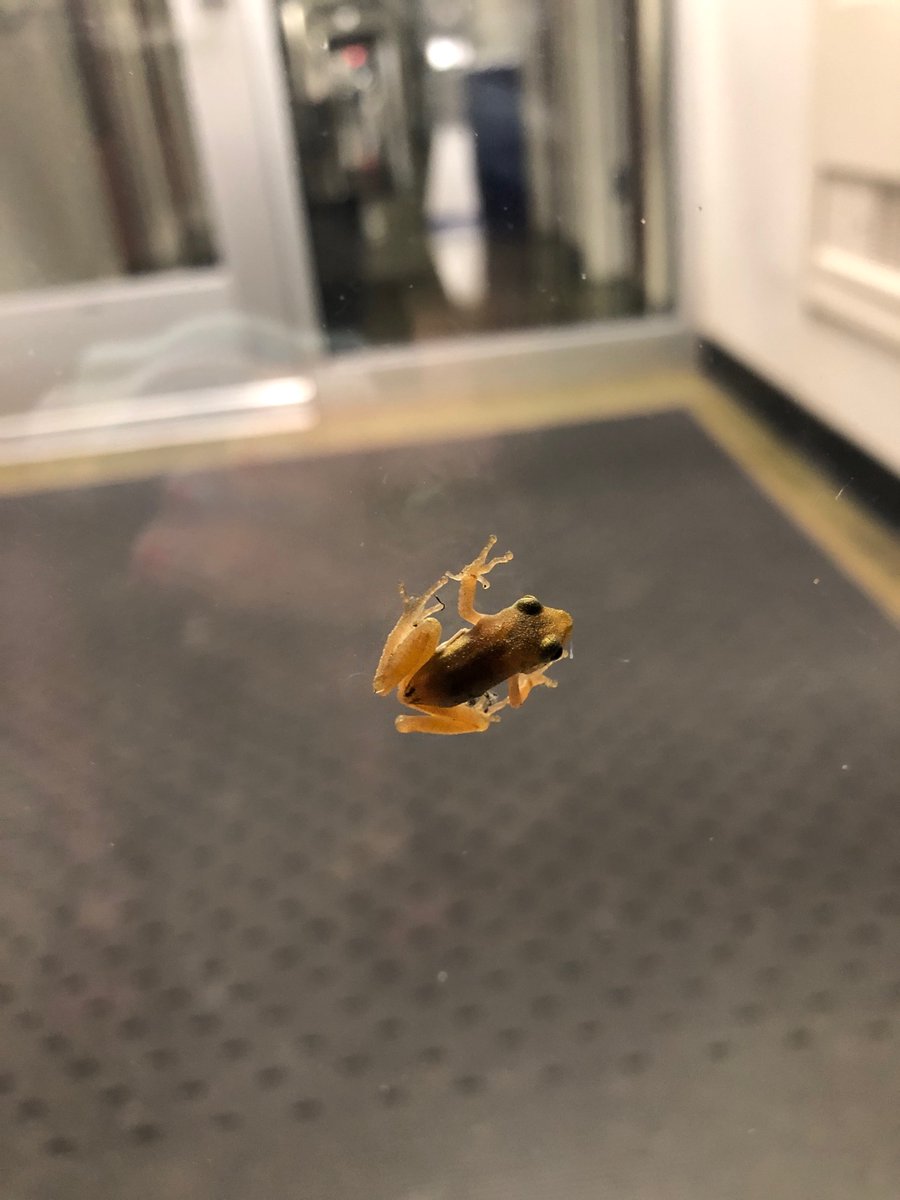 stephaniesli_'s tweet photo. When you go into the lab at 11pm because you’re paranoid that you forgot to put some samples in the fridge and this little froggy is there to greet you. @OSUWetlands #SENRfieldwork https://t.co/pmFEahlsCS