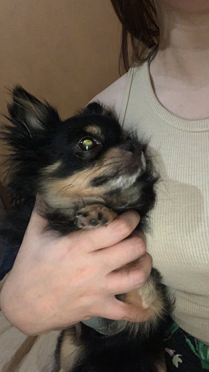 irisohiris's tweet image. My sweet boy. 🐾🐾