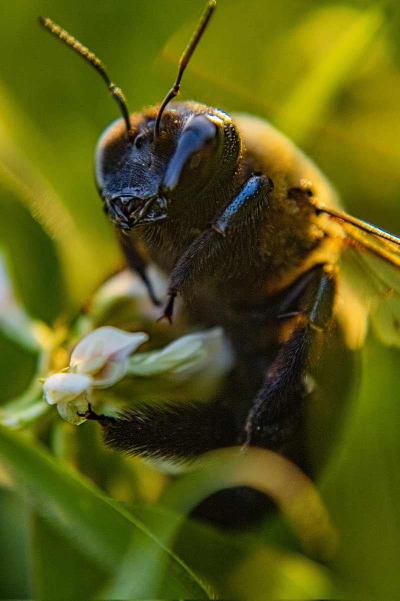 lassieshero's tweet photo. More camera practice...but this time macro https://t.co/Qrd8Ehx2It