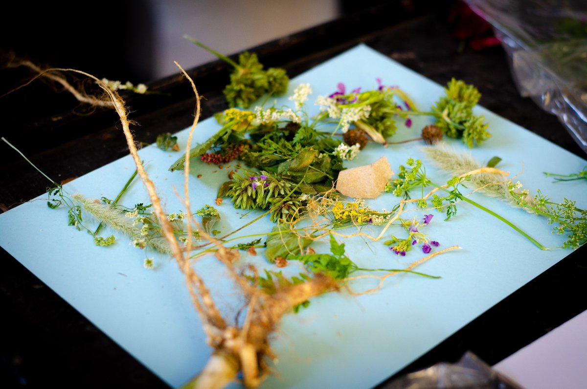 biojamcamp's tweet photo. In #biojamcamp day 4, teens made #cyanotype ๐ prints with ๐ฑ materials from nearby Gabilan Creek to reflect on the intersection between #NaturalHistory, #chemistry, and #art. This activity was led by Melissa Ortiz and @page_goddard. ๐๐พ https://t.co/B5RQTnH1Yq