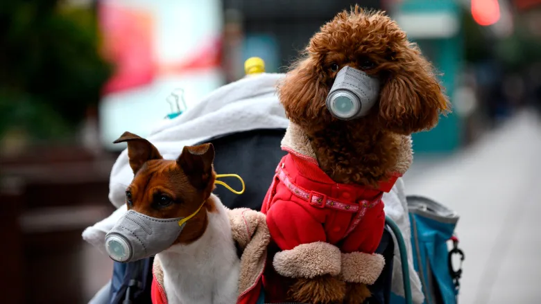 Mo78394268's tweet photo. I wanna share my adorable pandemic pets with you all! This is Maskamillion and Poovid. Couldn't ask for better quarantine company! P.S. @JustinTrudeau Can you please call the president of Pfizer and get the ball rolling on pet mRNA shots? Thank you. #ProtectedPets #CovidCanines https://t.co/HsoZCSoBcu