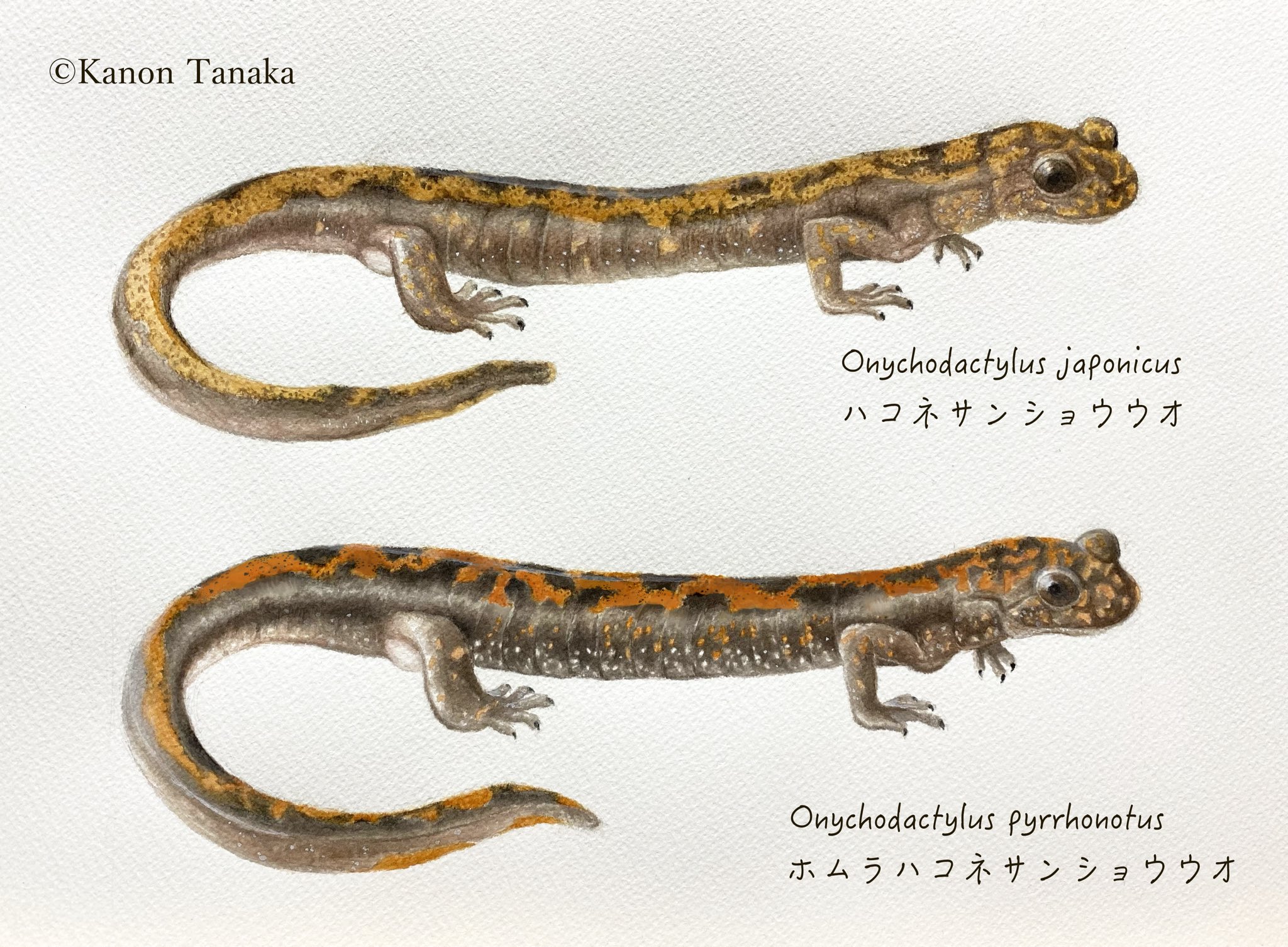 極希少【1点物】 透明骨格標本 ハコネサンショウウオ 成体 約15cm 尻尾断裂 Kanon Tanaka_田中花音 on X: 