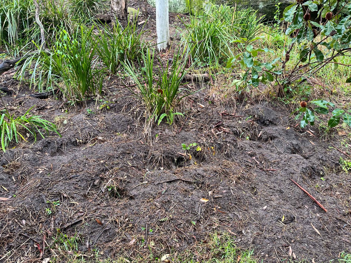 KRGCouncilSusty's tweet image. Brush Turkey friends! One of our Bushcare volunteers is fighting a battle against Yellow Nutgrass (Cyperus esculentus). Recently, 4 young Brush Turkeys have started attacking the grass and scratch and dig as only Brush Turkeys can. #wildlifeofkuringgai #brushturkey
