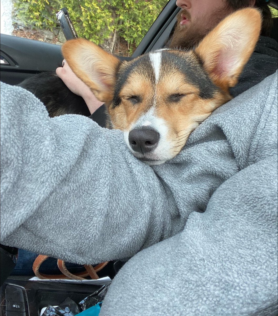 lexiandbeyond's tweet photo. This is my corgi baby named Groot (Groo Groo or my personal fave, Grooty). He’s still a puppy and forever makes everyone happy with his sass, funny content producer, crazy, and playful, self. 10/10 would recommend. 💕 https://t.co/XjunE3udPS