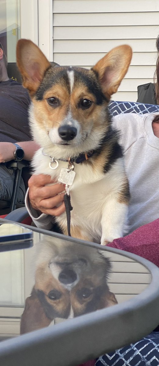 lexiandbeyond's tweet photo. This is my corgi baby named Groot (Groo Groo or my personal fave, Grooty). He’s still a puppy and forever makes everyone happy with his sass, funny content producer, crazy, and playful, self. 10/10 would recommend. 💕 https://t.co/XjunE3udPS