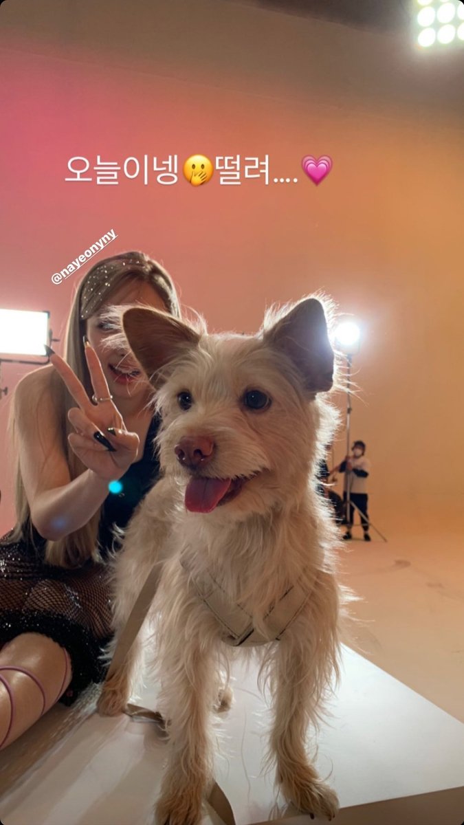 tiny_momo tweet picture