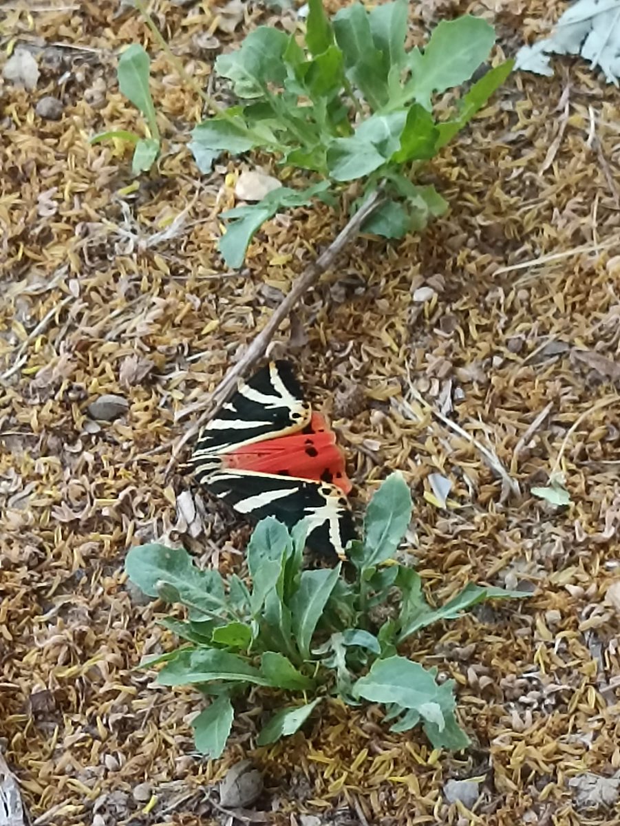 Une belle découverte hier, l'écaille chinée 🦋 voilà c'est tout ! Ah et bonjour et bonne journée à tous 💚
