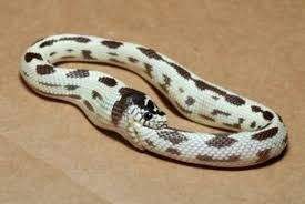 random_snakes's tweet photo. #ThingsINeedToLetGoOf "Myself!" -Snake ππ± https://t.co/4h7YVM2mWU