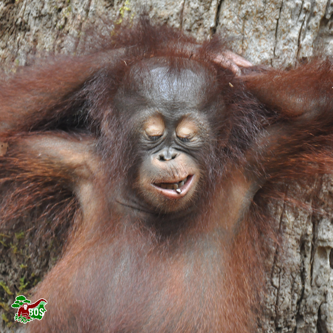#PhotoOfTheWeek 
Play hard, nap harder!

#saveorangutans
