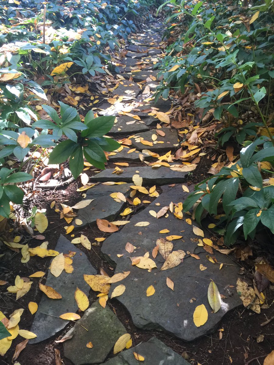 CostasGarden's tweet photo. Ever asked the question as to why some trees are deciduous? Jerry coleby Williams fills in any blanks #gardeningaustralia β¦@ABCTVβ© #decidious #autumn https://t.co/Pa0xevX4dR