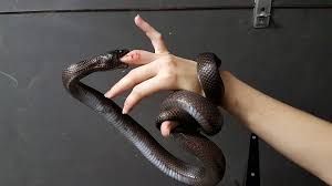 random_snakes's tweet photo. #ThingsINeedToLetGoOf "This finger...eventually..." -Kingsnake π€ͺπππ± https://t.co/ZRjQ8Xewrt