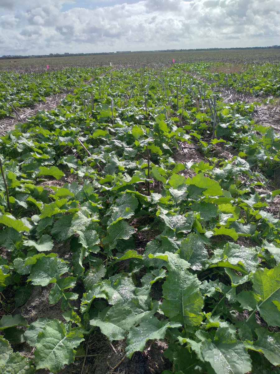 MAllingame's tweet photo. BASF Invigor LR, TruFlex + Liberty + PodGuard. #Liberty #Truflex 💪 #PodGuard Esperance WA @BASF_Agro_Au https://t.co/Bz8N7cpGQy
