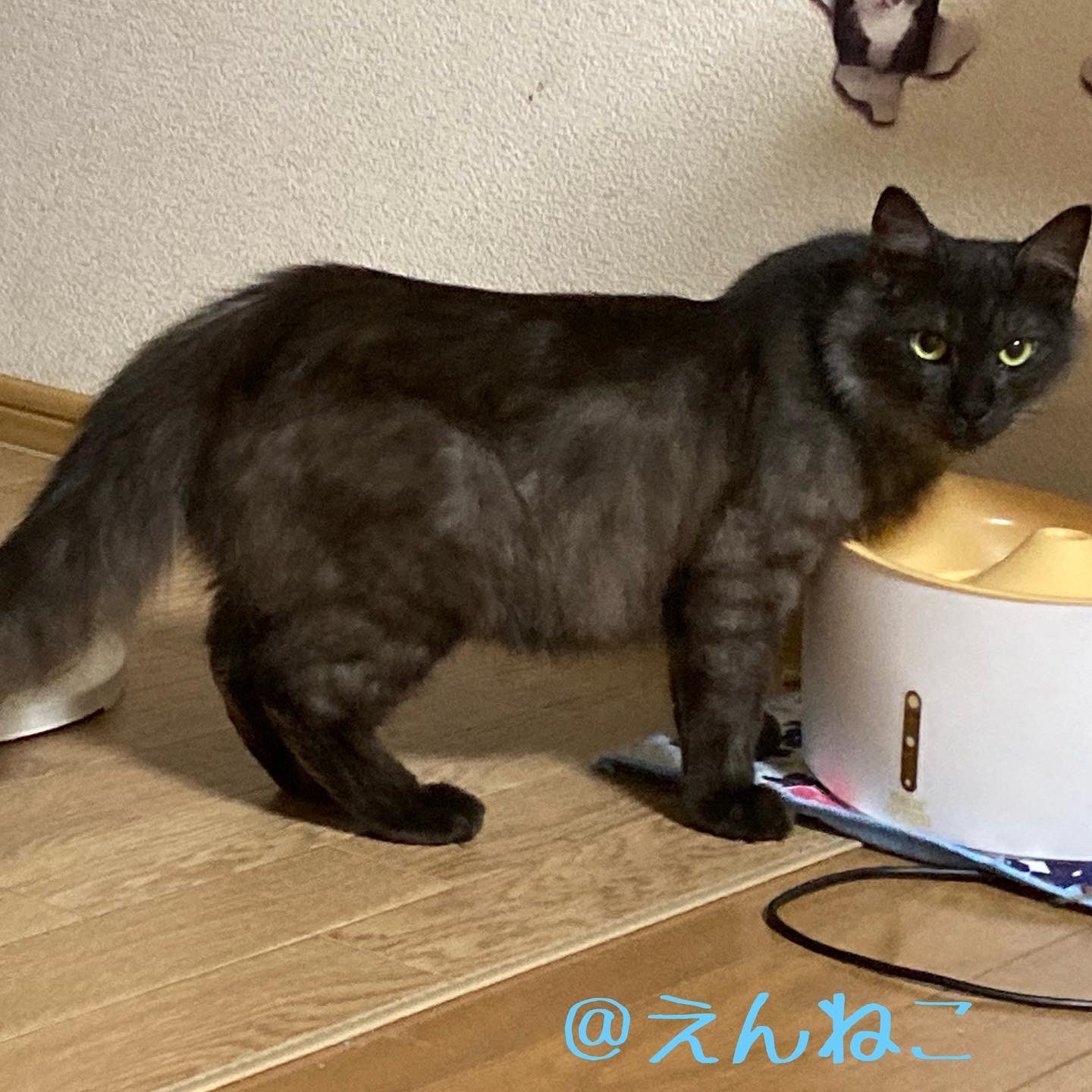 保護猫6 7 8号 Tonari5go Twitter