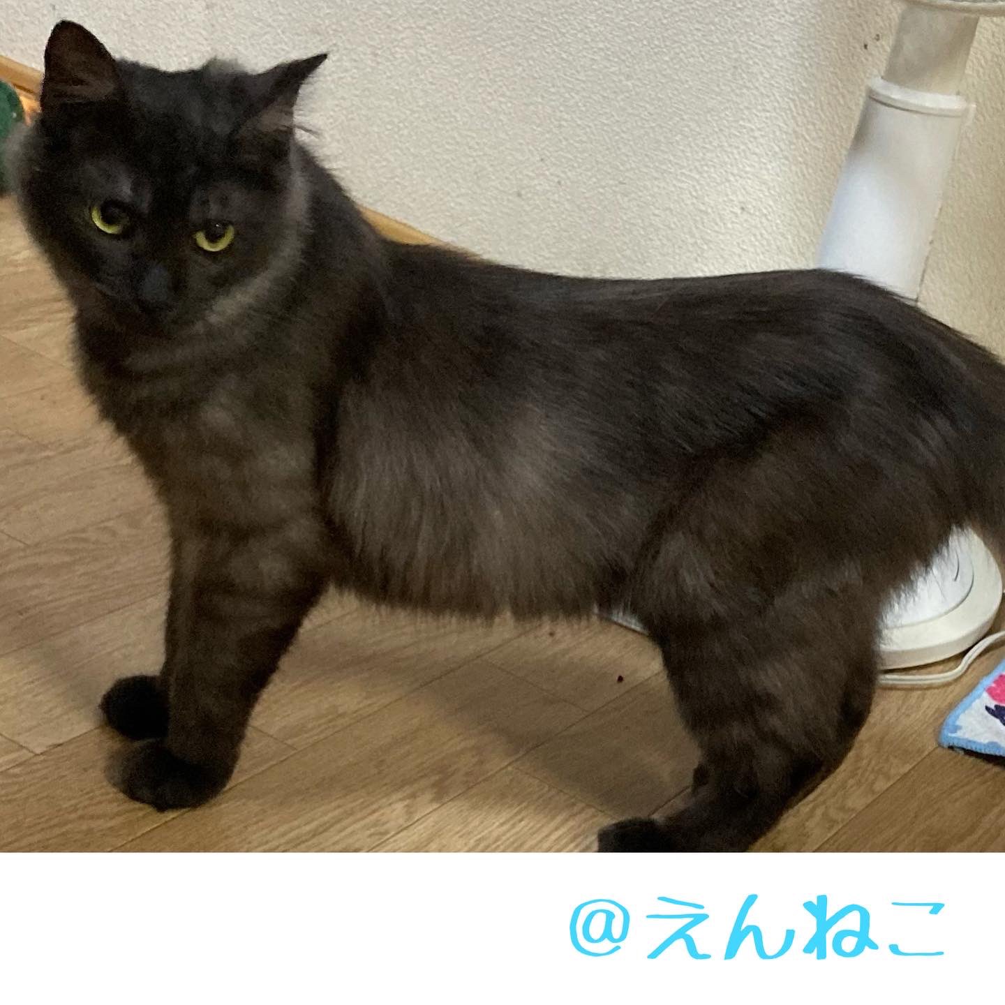 保護猫6 7 8号 Tonari5go Twitter