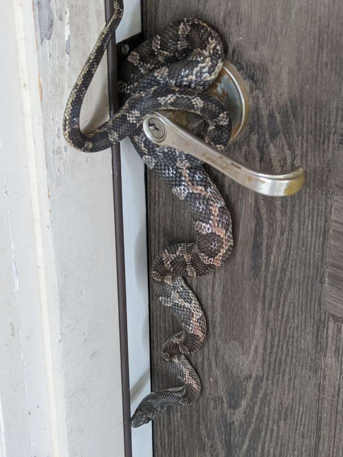 random_snakes's tweet photo. #ThingsINeedToLetGoOf "Your doorknob." ---Texas Rat Snake πππͺππ https://t.co/PdK7y2uKCC