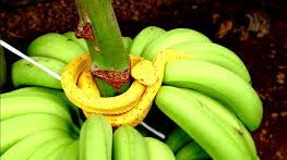 random_snakes's tweet photo. #ThingsINeedToLetGoOf "Your bananas." -Eyelash Viper ππππ https://t.co/6bNIMRbmDQ