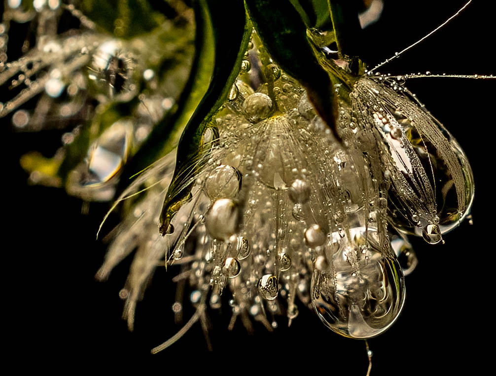 tmadsen805's tweet photo. It's been a bit. Had A LOT of Computer problems. Finally have them all worked out for now at least. 
#MacroPhotography #nature   #photography #ThePhotoHour #flowers #MacroHour https://t.co/un2fSnmerA