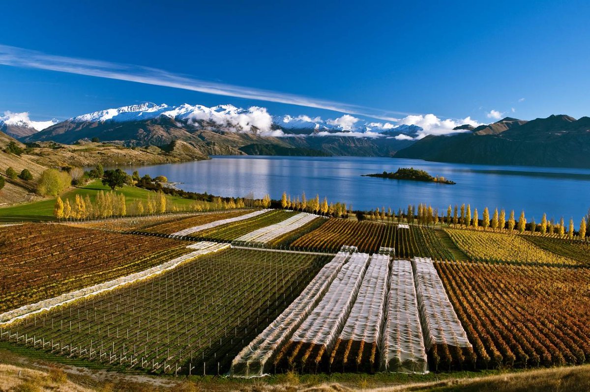 VINEXLIVE's tweet photo. 📰 HEADLINES: NZ V22 replenishes | NFT partnership | Sparkling consumption | Vineyard computer vision | Québec market | Italy's organics | Rabobank Report: Part 4 Refillables - https://t.co/gYnmmg0Rqo https://t.co/8HUgkxoFIA