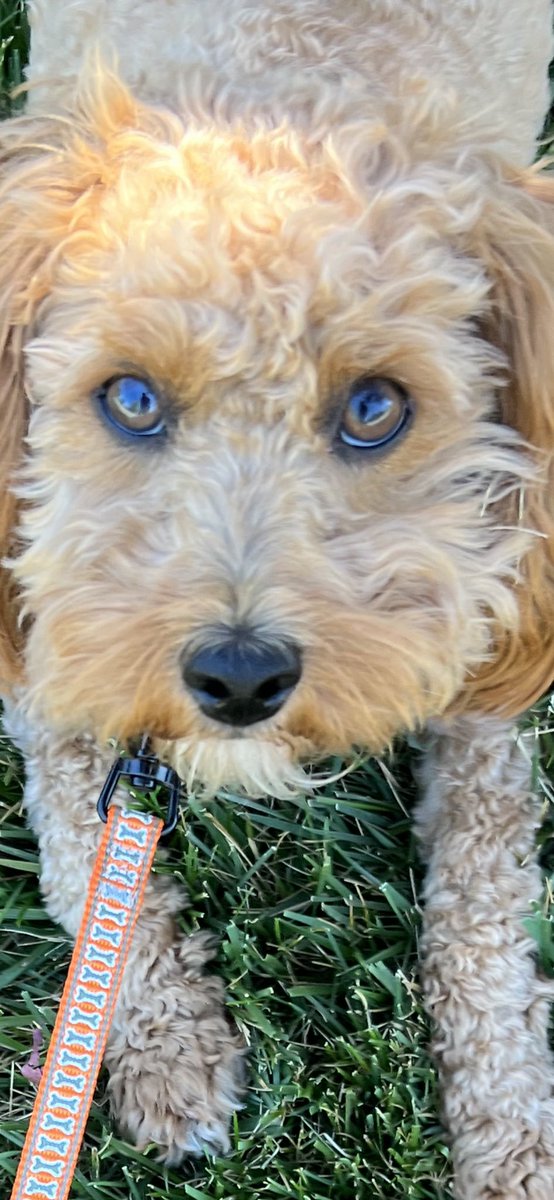 <a href="/cavapooclub/">The Cavapoo Club GB</a> #mycavapoo #Romeo love these hazelnut eyes…