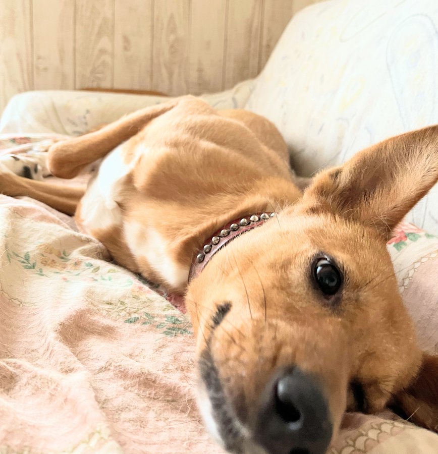 ミックス犬が嫌いでよくないと言う理由は 批判や問題は作る理由のイメージが悪いから 今週のペルル店長