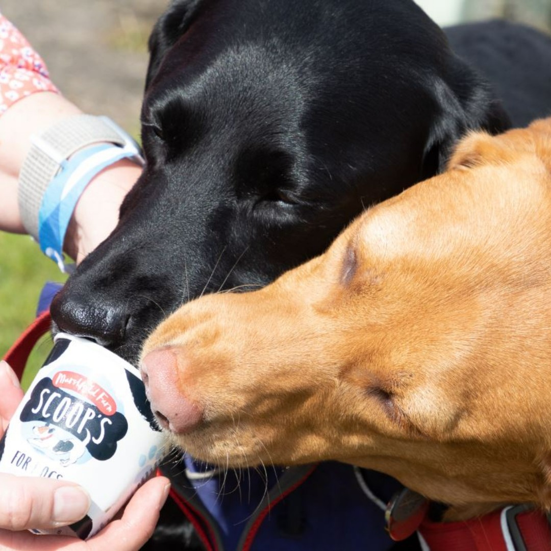 This summer, come and enjoy the peace and tranquility of our stunning locks and docks (while your dog tucks into one of our dog friendly ice-creams!)🐶🍦 BringYourDogToWorkDay #ScoopsDogIceCream #HappyPlaceByWater @MarshfieldIces