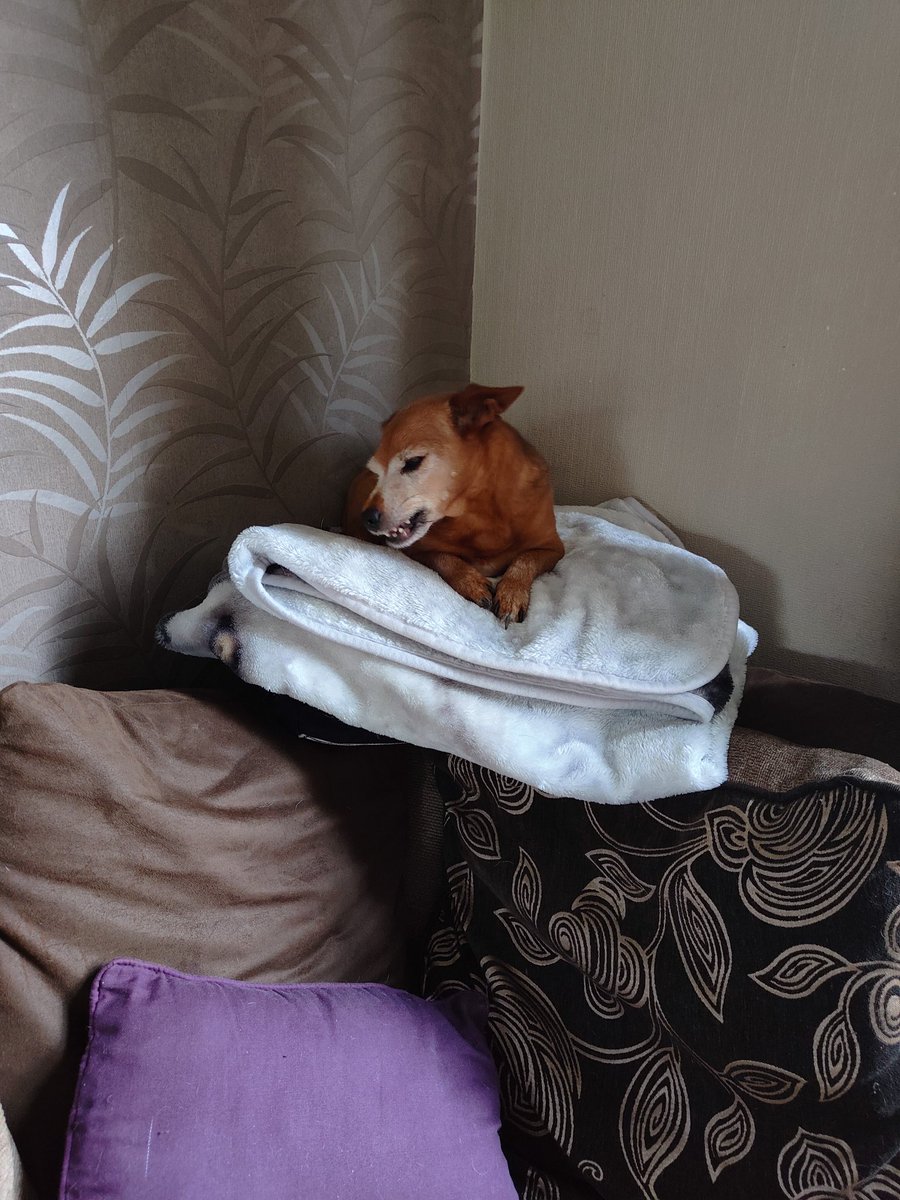 BombsandBubbles's tweet photo. Have just come downstairs and couldn't find the dog... Not in her bed, not in her usual spot on the sofa... Took me a while to spot her on the back, sitting on a blanket fort... She's very proud of herself 🤣

#smile #MHHSBD #happydog #blanket #sofasurfer https://t.co/uFNUs4JrFK