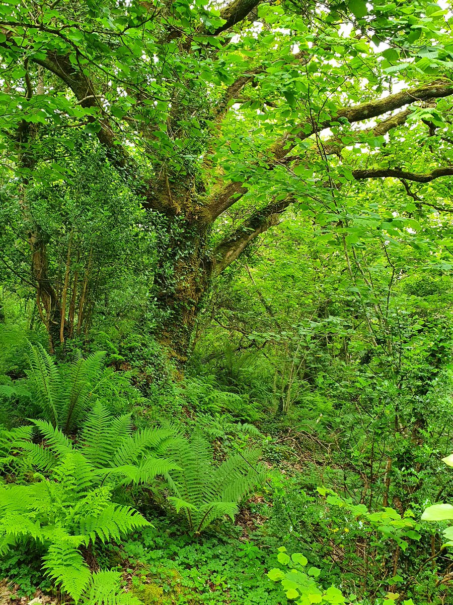 IrishRainforest's tweet photo. Uragh has the potential to be SO amazing, so full of life, just as my own place has transformed over the last 12 years since grazing ceased (see pic below for sheer level of contrast).

Now at last vitality will start flowing back into An Iúrach - 'The Place of the Yews' - too. https://t.co/SDnhrCPusS