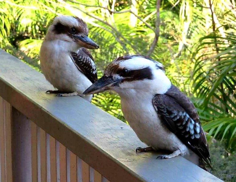 Lavishka's tweet photo. Kookies on the Deck. 

#kookaburras #kookies #deck #backdeck #laugh #birds #australianbirds #queensland #brisbane https://t.co/k0ACIpQAxK