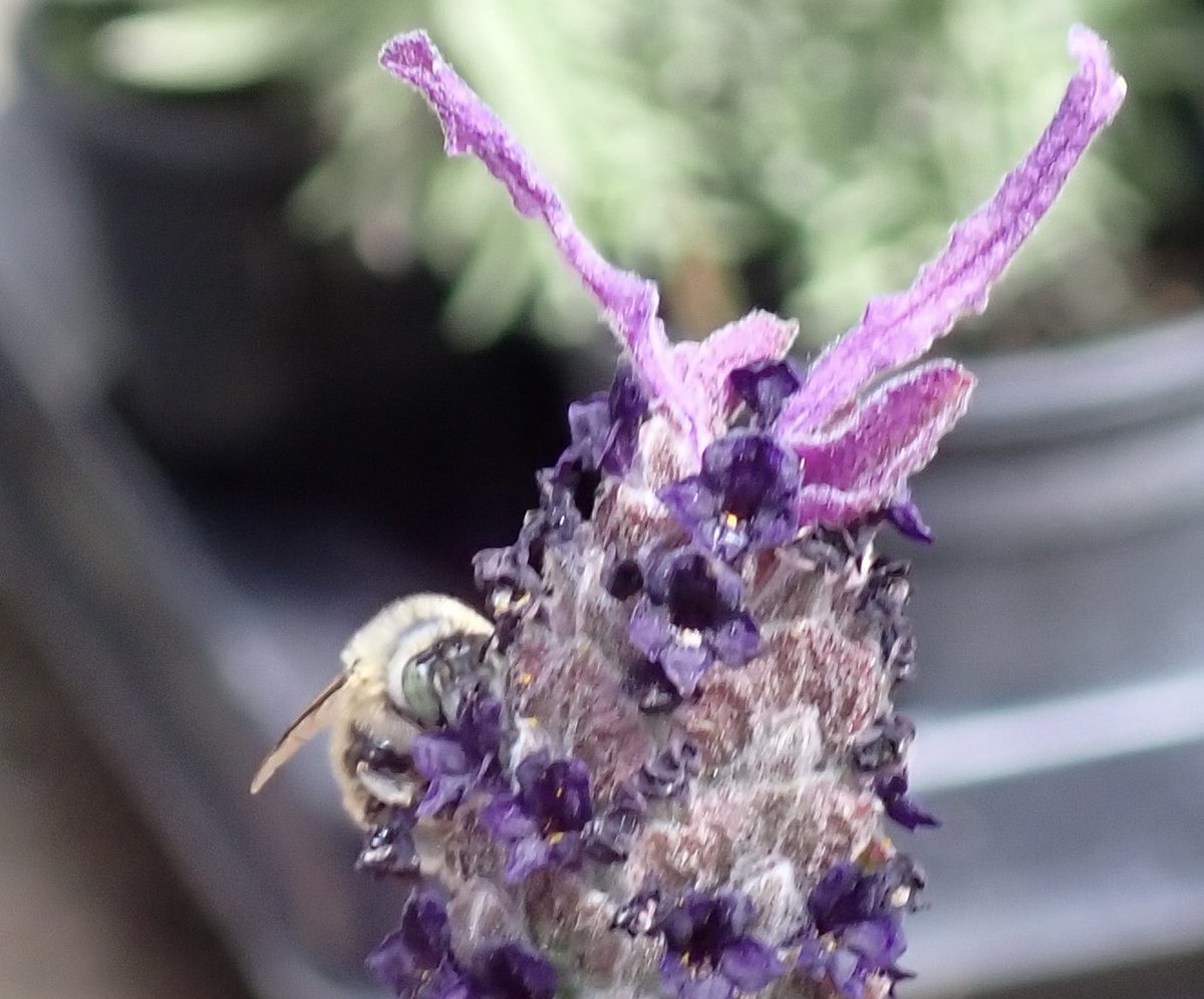 The green eyed flower bee is so quick it’s tricky to get a clear image, this is the 1st view of the summer and it’s the French lavender in the girls courtyard that has tempted it in #solitarybee #greeneyedflowerbee #lavender #beethechange