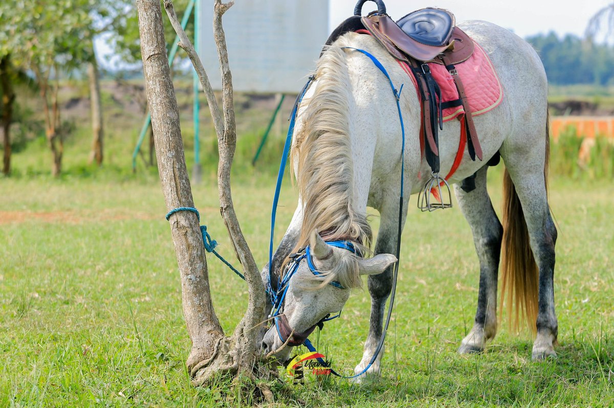 Horse riding lovers you need to check out <a href="/kapeeka_range/">China Uganda Development Exchange Club</a> for this adventurous activity!!!

📸: <a href="/UgandaWaka/">Uganda Waka 🏡</a>