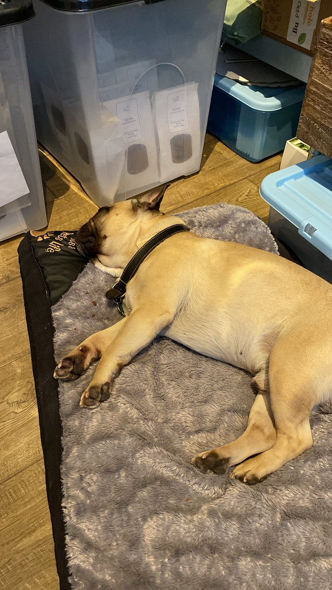 kipstersbiscuit's tweet photo. #bringyourdogtoworkday it’s just to early to start work #love #myworkbuddy #chieftastetester #grandjob #he #does #MHHSBD https://t.co/zSELUBHONu