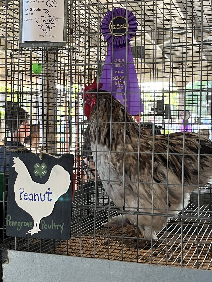 daveseter's tweet image. With a ribbon winner at the Petaluma Fairgrounds… in person! Summer is back! #summer #petaluma #petalumafairgrounds #sonomamarinfair #ribbonwinner